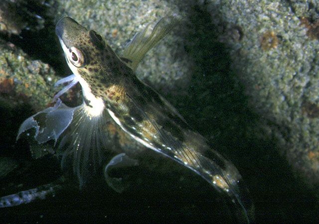 Lipophrys adriaticus (Bavosa adriatica)